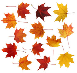 Maple leafs