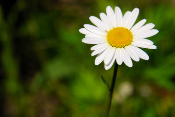Fototapeta premium La marguerite dans son pré