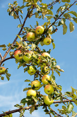 apples on a branch