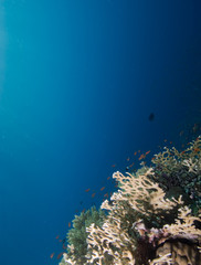 Fototapeta na wymiar Coral reef and blue background