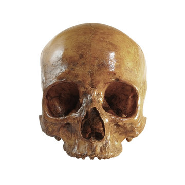 A front picture of an incomplete skull