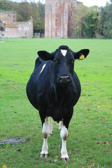 black cow in a meadow