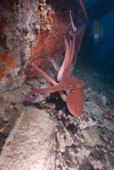 Fototapeta na wymiar Reef octopus (octopus cyaneus)