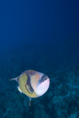 Titan triggerfish (Balistoides viridescens)