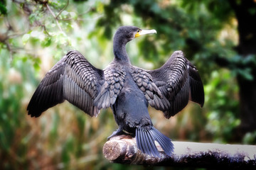blackbird