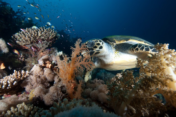 Hawksbill turtle (eretmochelys imbricata)