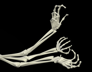 Fototapeta premium Skeletal Arms