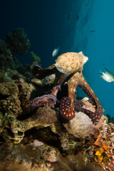 Reef octopus (Octopus cyaneus) © Mark Doherty