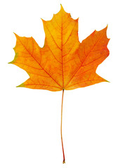 Autumn leaf with clipping path