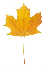 Autumn leaf with clipping path