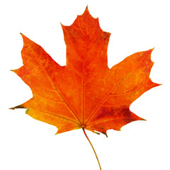 Autumn leaf with clipping path