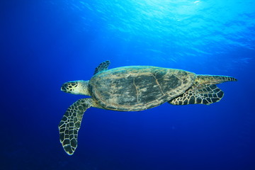 Hawksbill Turtle (Eretmochelys imbricata)