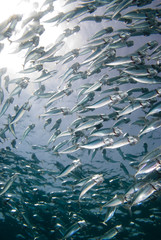 A tight school of Indian mackerel (Rastrelliger kanagurta)