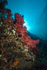 Colourful soft corals with sunbeams