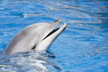 Fototapeta premium dauphins