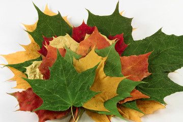 Autumn leaves