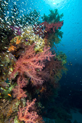 Fototapeta na wymiar Colorful tropical reef scene with floral like soft corals