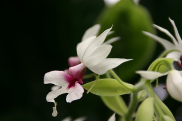 Orchid