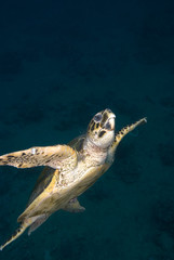 Hawksbill turtle (Eretmochelys imbricata) Critically Endangered