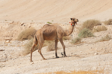 Camel in the desert