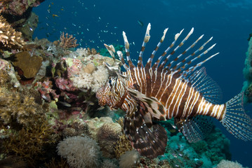 Naklejka na ściany i meble An adult Common lionfish (Pterois miles) side view