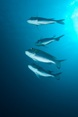 A small school or shoal of Bigeye emperor (Monotaxis grandoculis