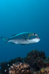 A side view of a Bigeye emperor (Monotaxis grandoculis)
