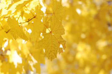 Yellow autumn leaves on a tree
