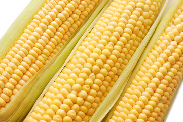 freshly harvested corn isolated on white background