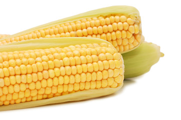 freshly harvested corn isolated on white background