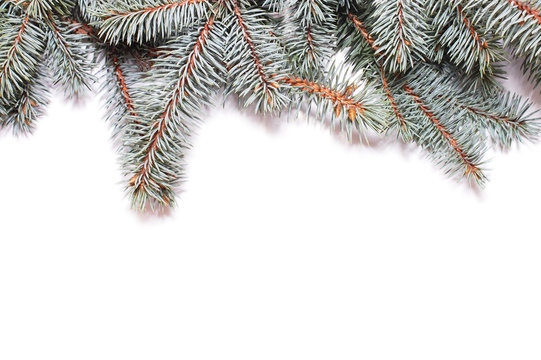 Closeup of fir tree branch isolated on white