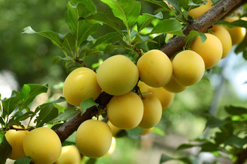 Ripe fruits on a branch