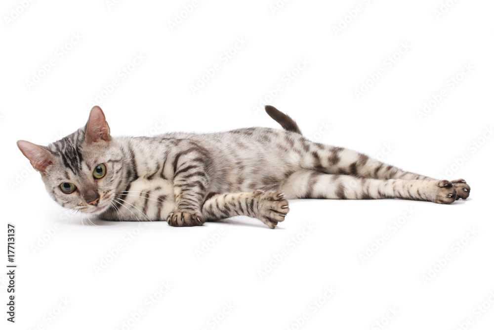 Sticker bengal cat