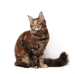 Maine-coon cat