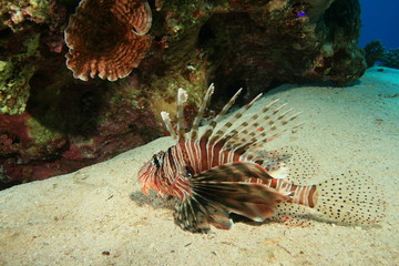Lionfish rests on the sand beside coral reef