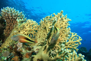 Pair of Freckled Hawkfish resting on fire coral
