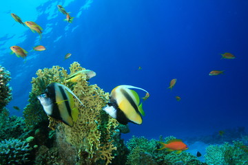 Fototapeta na wymiar Para Morze Czerwone Bannerfish na rafie koralowej