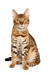 Bengal cat