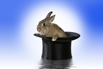 Hase im Hut