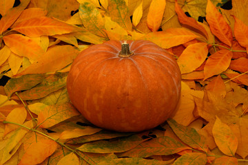 Naklejka na ściany i meble Halloween pumkin in autumn leaves