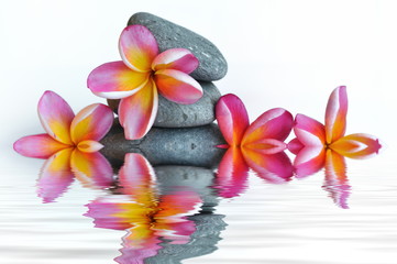 Reflets de frangipaniers