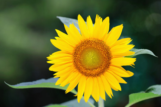 Single sunflower (helianthus annuus) against a leafy background