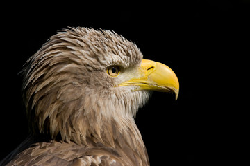 Europäischer Seeadler - Haliaeetus albicilla
