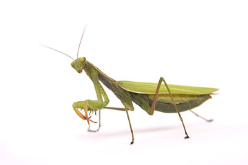 Praying mantis