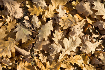 Foliage