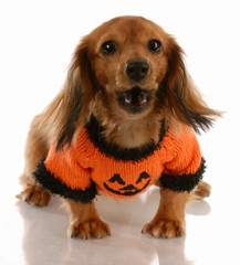 miniature dachshund wearing pumpkin sweater