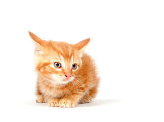 Yellow kitten on white