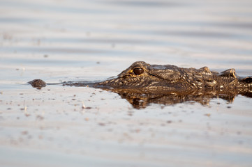 American alligator