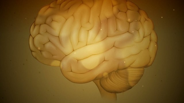 Brain