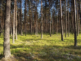 Pine forest in Estonia